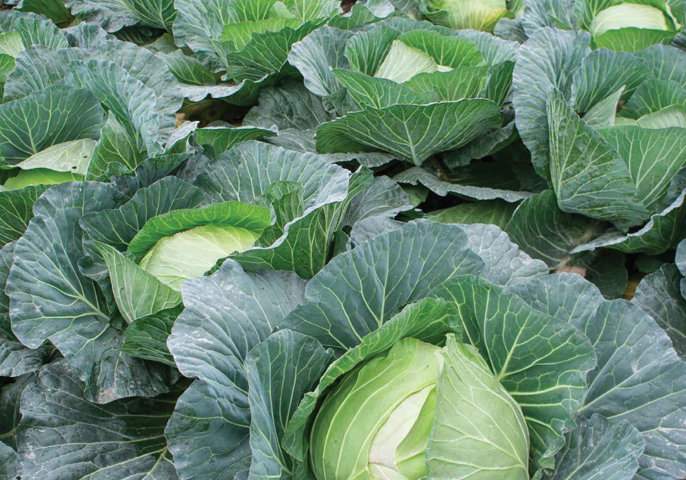 Cabbage Farming
