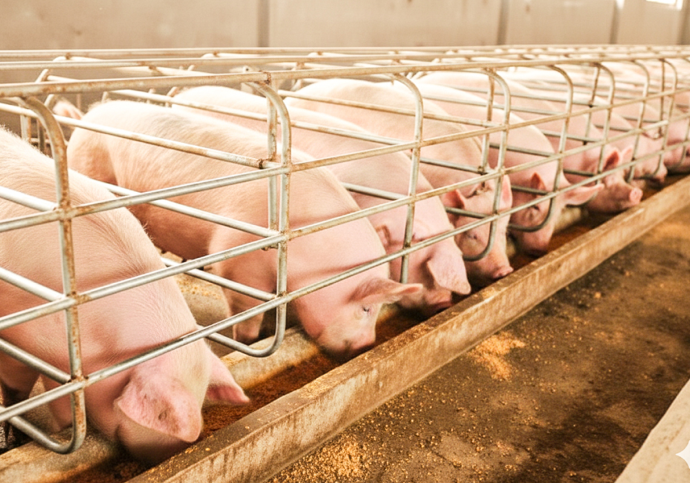 Pig Farming